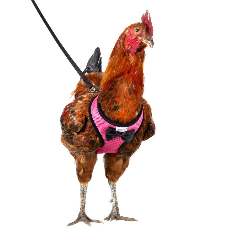 The 1 Pet Chicken Harness You Need This Chicken Leash
