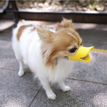 chihuahua-in-duck-dog-muzzle