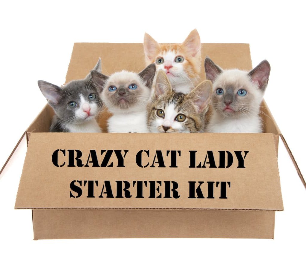 The Crazy Cat Lady Action Figure 8